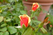 DSCF6459_R