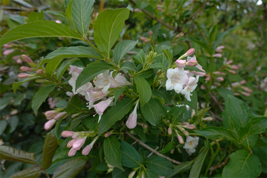 DSC06890_R