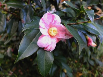 DSCF3863_R