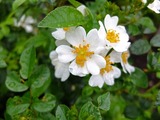 DSCF2505_R