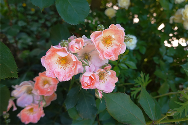 DSC07746_R