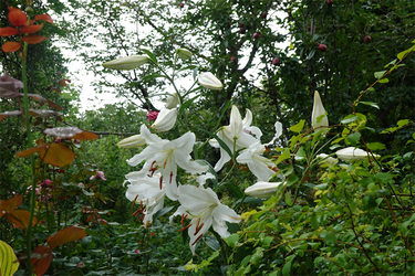DSC08533_R