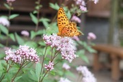 DSCF7426_R
