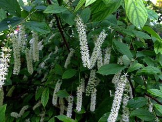 DSCF0235