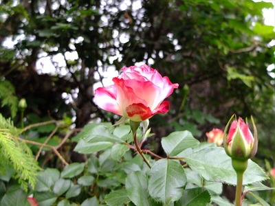 DSCF2462_R