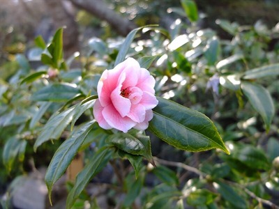 DSCF1158_R