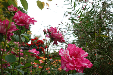 DSC01866_R