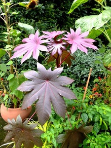 DSCF4758_R