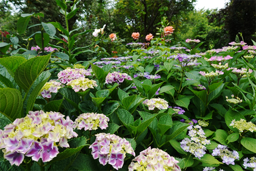 DSC08071_R