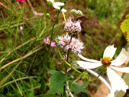 DSCF5161_R