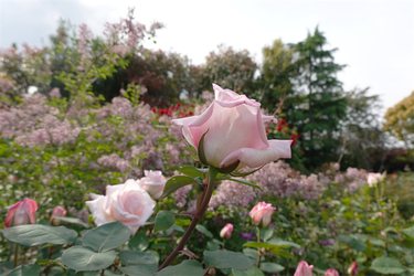DSC07038_R
