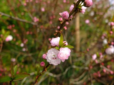 DSCF1667_R