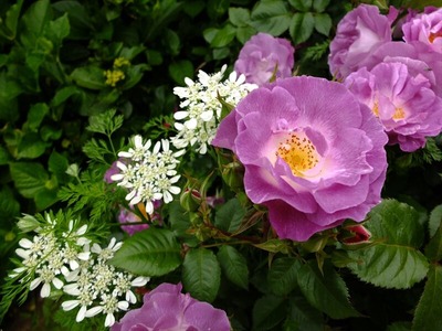 DSCF2533_R