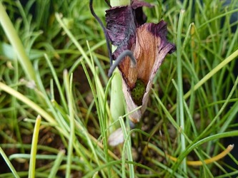 DSC00036_R