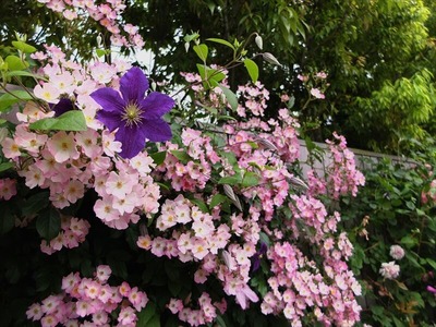DSCF3365_R