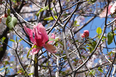 DSC06605_R