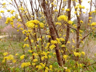 DSCF1446_R