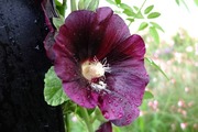 DSCF5420_R