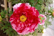 DSCF1175_R