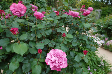 DSC06971_R