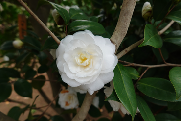 DSC06038_R