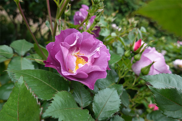 DSC06970_R
