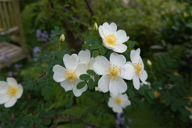 DSC06899_R