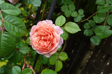 DSC01464_R
