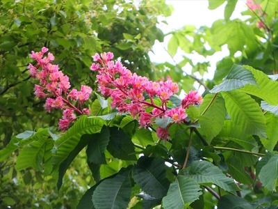DSCF3117_R