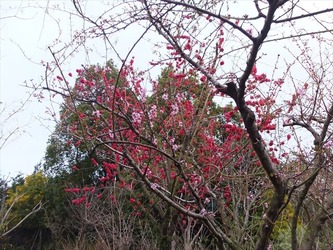 DSCF8657_R