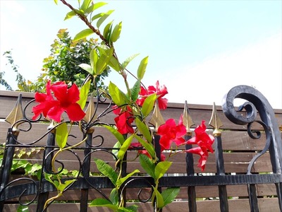 DSCF5401_R