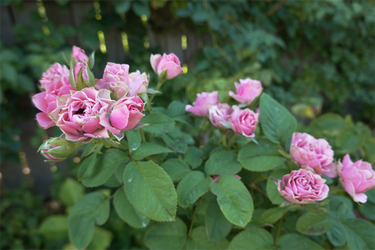 DSC08998_R