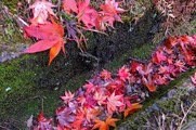 DSCF7505_R