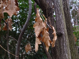 DSCF3958_R