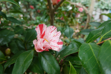 DSC06042_R