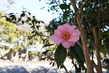 DSC00383_R