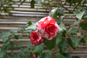 DSC06102_R