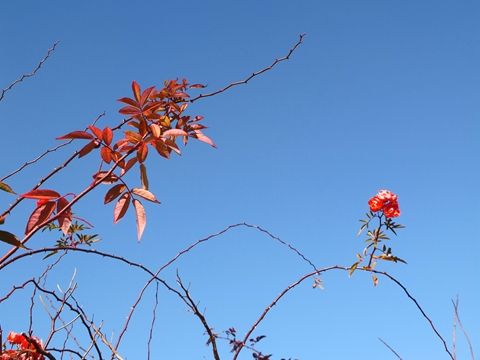 DSCF5464_R