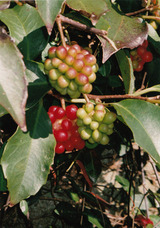 7a99752a.jpg