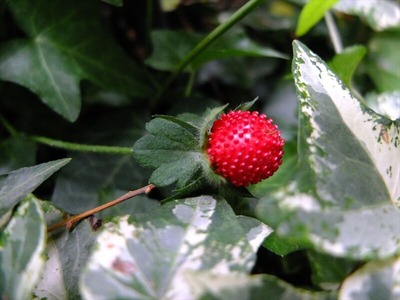 DSCF3401_R