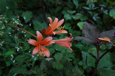 DSC08904_R