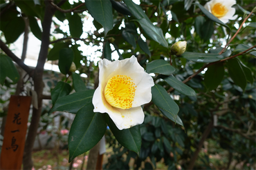 DSC06035_R