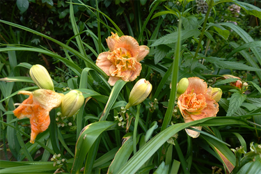 DSC08576_R