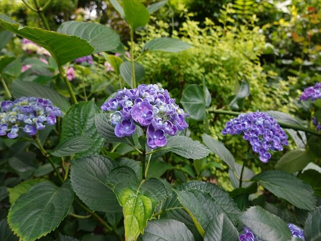 藍川京 の部屋 22年06月21日 Livedoor Blog ブログ