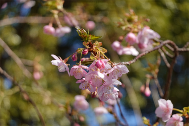DSC00227_R
