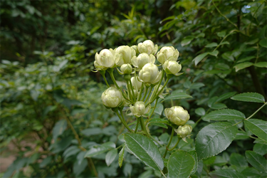 DSC08740_R