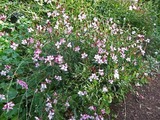 DSCF4381_R