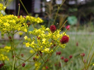 DSCF5368_R