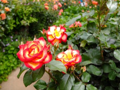 DSCF2641_R
