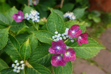 DSC03002_R